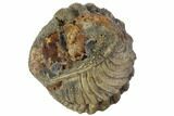 Bumpy Enrolled Morocops (Phacops) Trilobite #86418-2